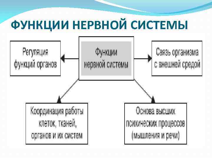 ФУНКЦИИ НЕРВНОЙ СИСТЕМЫ 