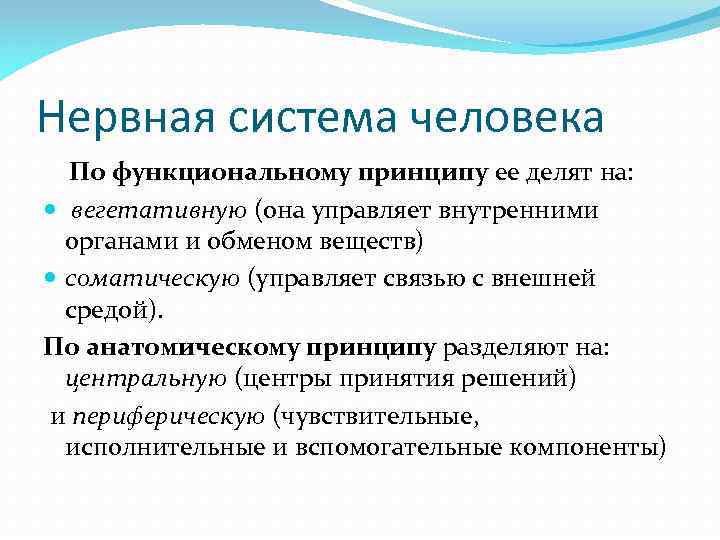 Нервная система человека По функциональному принципу ее делят на: вегетативную (она управляет внутренними органами