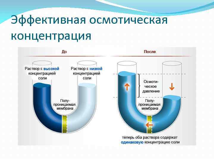 Определите осмотическое давление