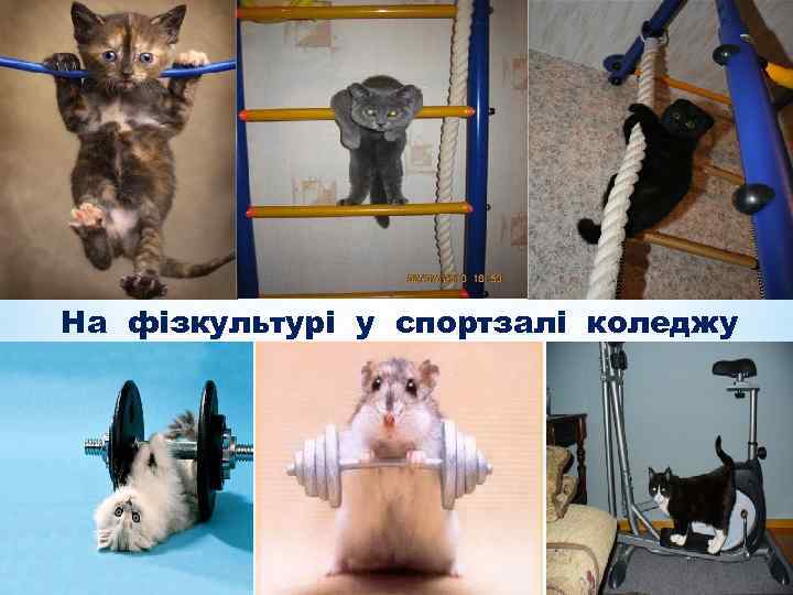 На фізкультурі у спортзалі коледжу 