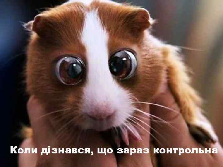 Коли дізнався, що зараз контрольна 