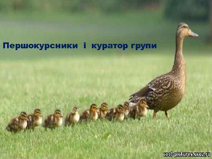 Першокурсники і куратор групи 