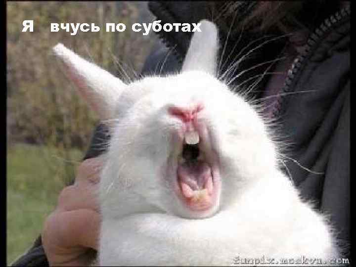 Я вчусь по суботах 