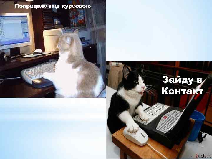 Попрацюю над курсовою Зайду в Контакт 