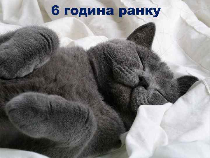 6 година ранку 