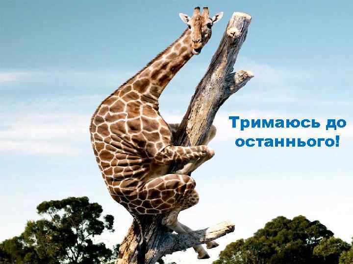 Тримаюсь до останнього! 