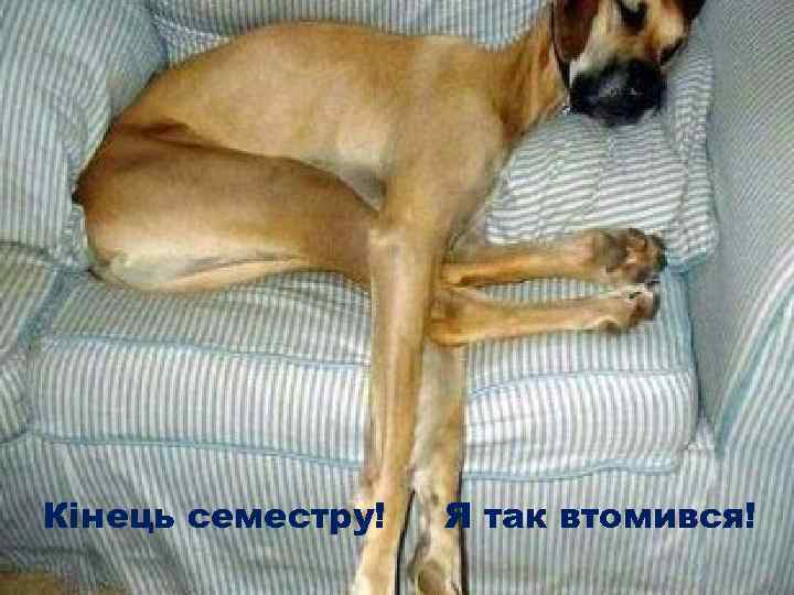 Кінець семестру! Я так втомився! 