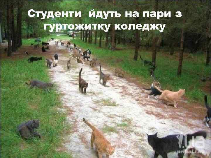 Студенти йдуть на пари з гуртожитку коледжу 