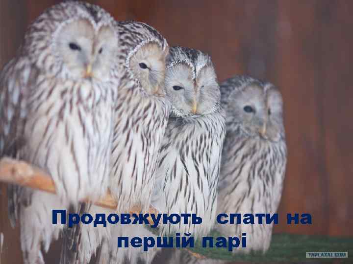 Продовжують спати на першій парі 