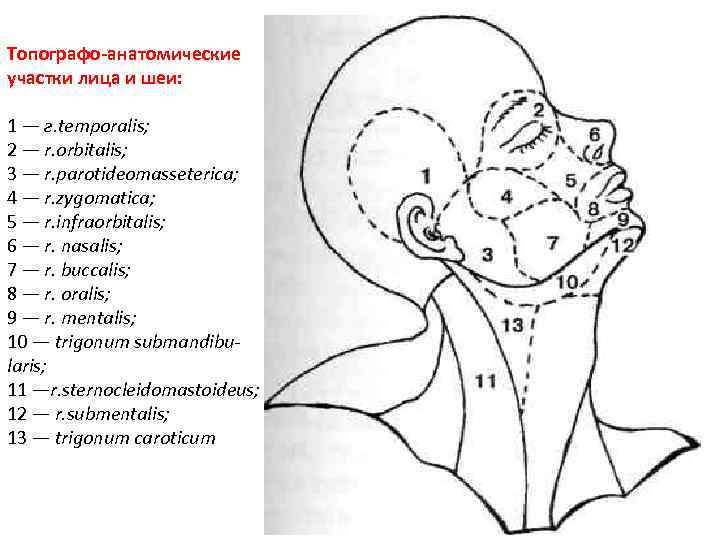 Топографо анатомические участки лица и шеи: 1 — г. temporalis; 2 — r. orbitalis;