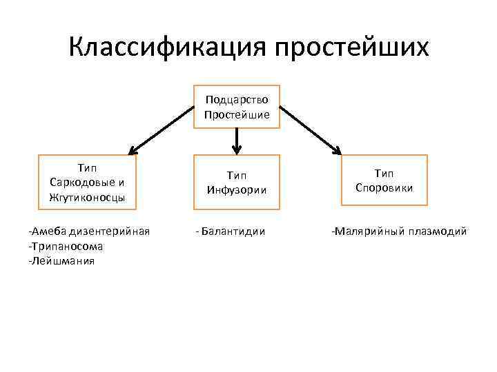 Систематика простейших схема