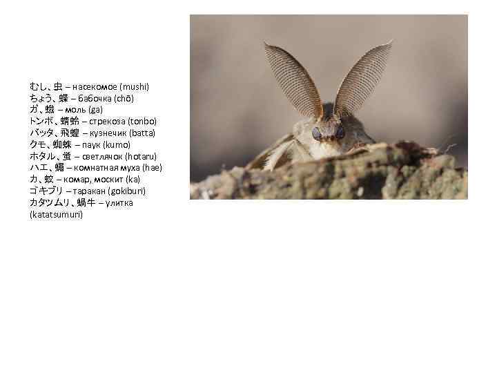 むし、虫 – насекомое (mushi) ちょう、蝶 – бабочка (chō) ガ、蛾 – моль (ga) トンボ、蜻蛉 –