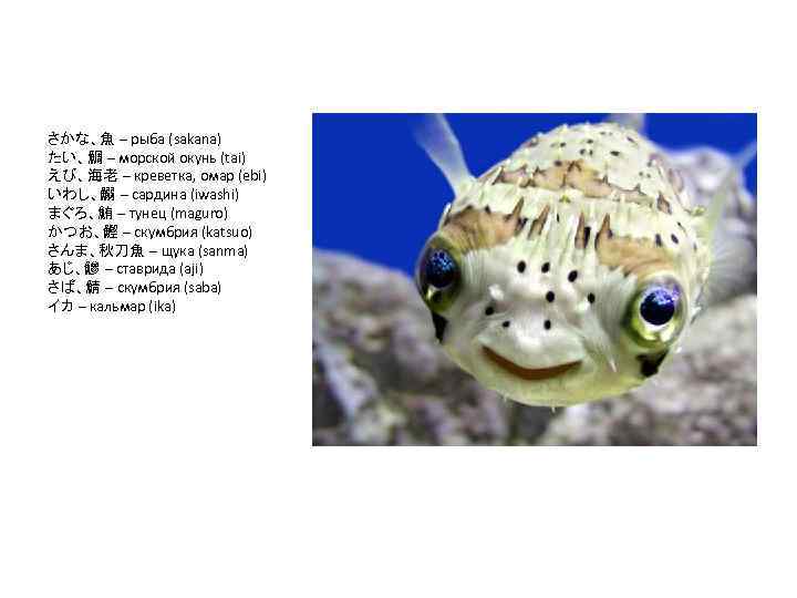 さかな、魚 – рыба (sakana) たい、鯛 – морской окунь (tai) えび、海老 – креветка, омар (ebi)