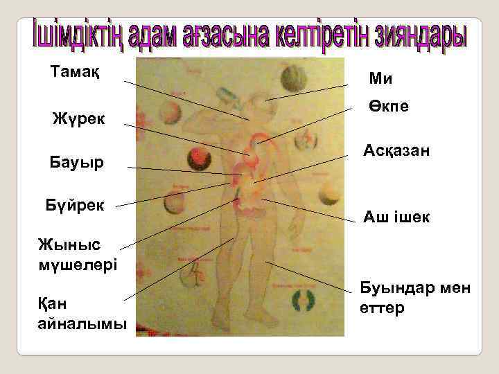 Тамақ Жүрек Бауыр Бүйрек Ми Өкпе Асқазан Аш ішек Жыныс мүшелері Қан айналымы Буындар