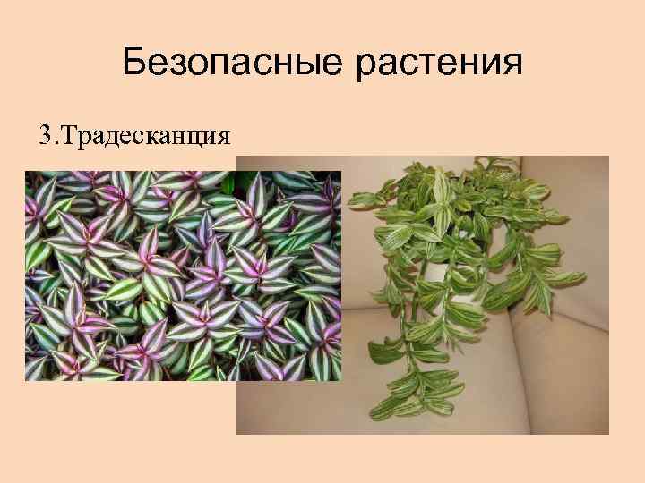 Безопасные растения 3. Традесканция 