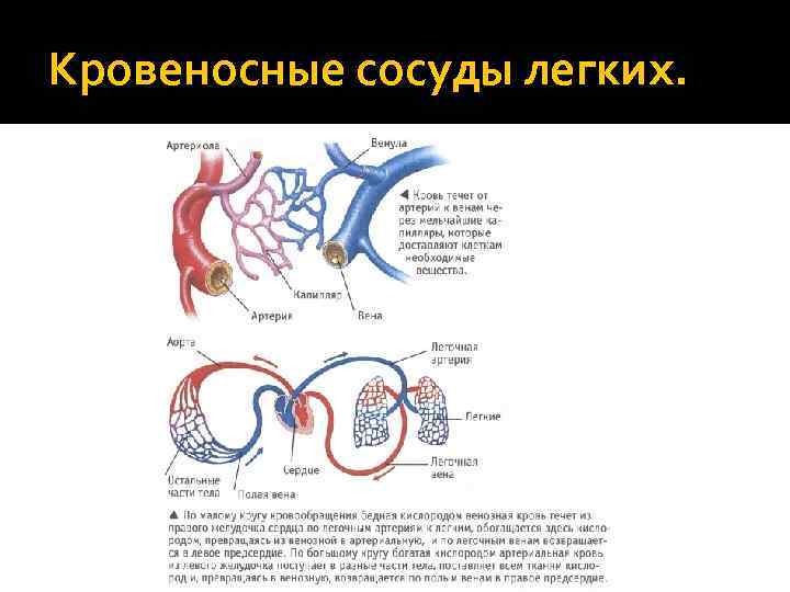 Легочных артериях легочных венах