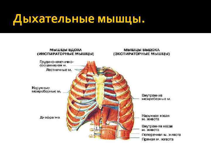 Дыхательные мышцы. 