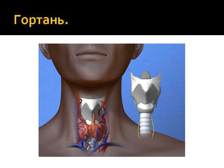 Гортань. 