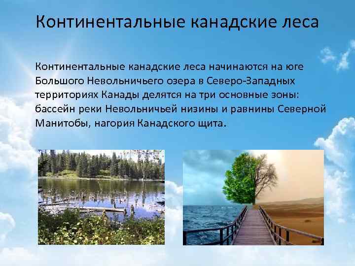 Континентальные канадские леса начинаются на юге Большого Невольничьего озера в Северо-Западных территориях Канады делятся