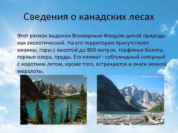 Сведения о канадских лесах Этот регион выделен Всемирным Фондом дикой природы как экологический. На