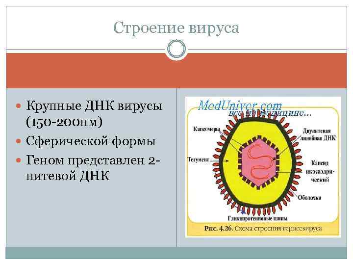 Строение вируса Крупные ДНК вирусы (150 -200 нм) Сферической формы Геном представлен 2 нитевой