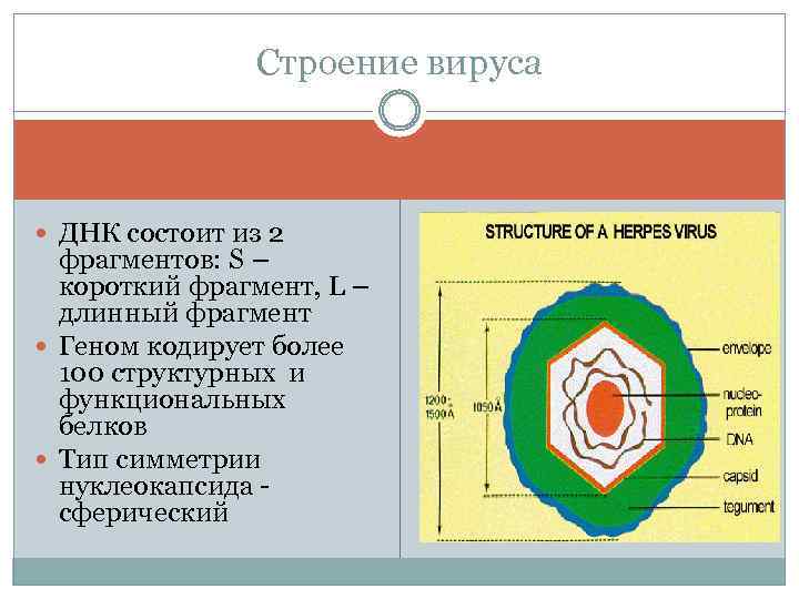 Строение вируса ДНК состоит из 2 фрагментов: S – короткий фрагмент, L – длинный