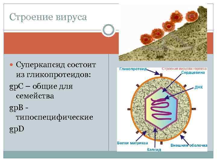 Строение вируса Суперкапсид состоит из гликопротеидов: gp. C – общие для семейства gp. B