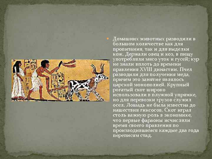  Домашних животных разводили в большом количестве как для пропитания, так и для выделки