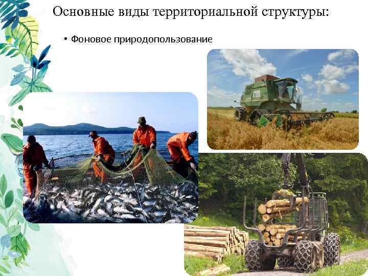 Основные виды территориальной структуры: • Фоновое природопользование 