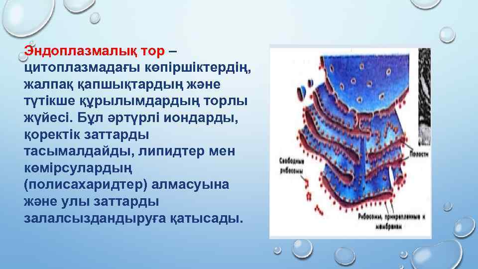 Эндоплазмалық тор – цитоплазмадағы көпіршіктердің, жалпақ қапшықтардың және түтікше құрылымдардың торлы жүйесі. Бұл әртүрлі