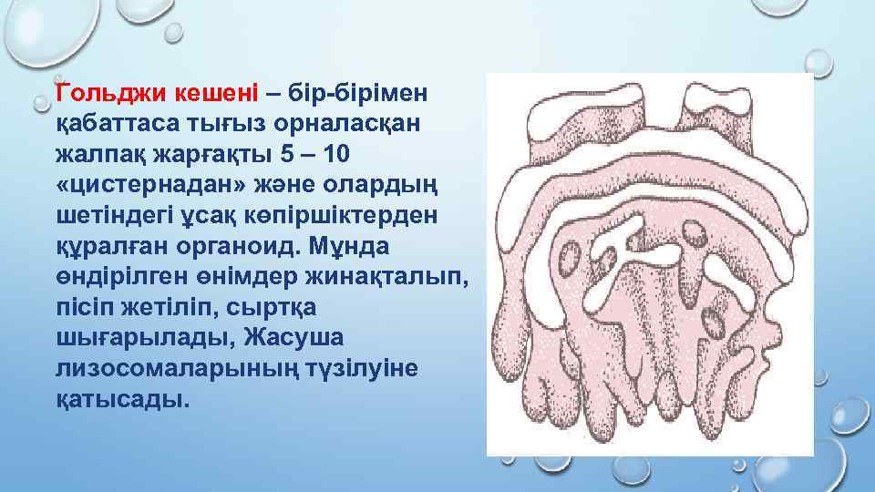 Гольджи кешені – бір-бірімен қабаттаса тығыз орналасқан жалпақ жарғақты 5 – 10 «цистернадан» және