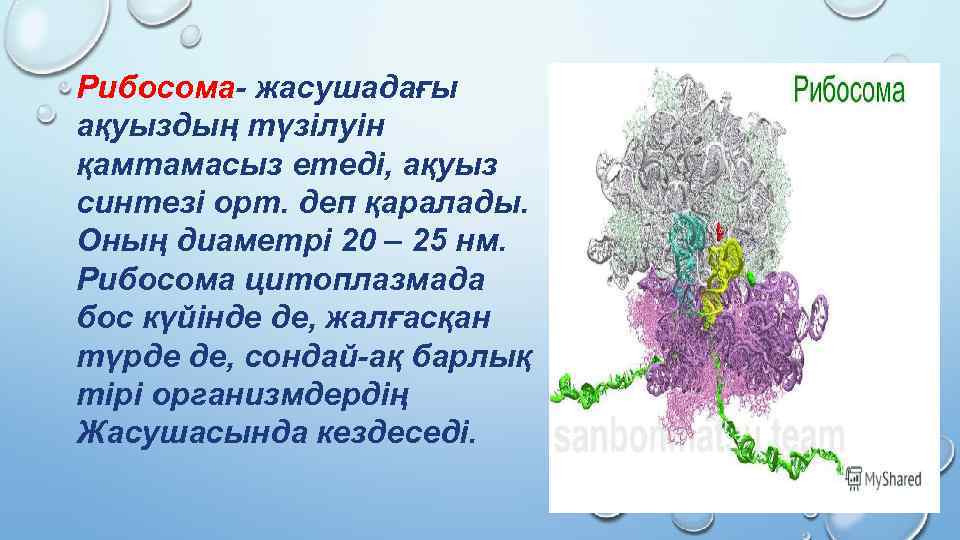 Рибосома- жасушадағы ақуыздың түзілуін қамтамасыз етеді, ақуыз синтезі орт. деп қаралады. Оның диаметрі 20