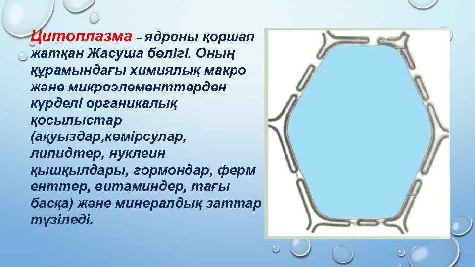 Цитоплазма – ядроны қоршап жатқан Жасуша бөлігі. Оның құрамындағы химиялық макро және микроэлементтерден күрделі