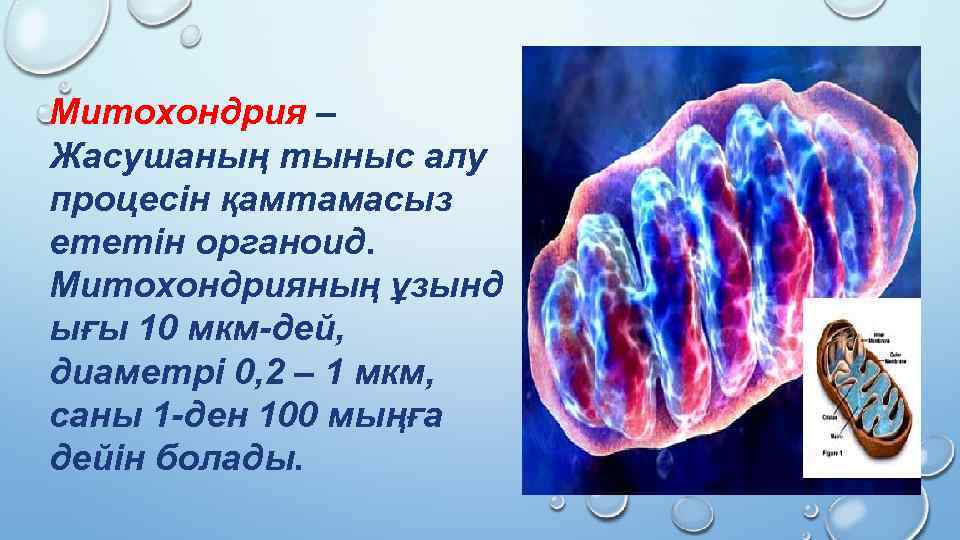 Митохондрия – Жасушаның тыныс алу процесін қамтамасыз ететін органоид. Митохондрияның ұзынд ығы 10 мкм-дей,