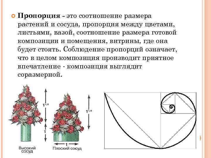 Размеры растений. Композиция с пропорциями золотого сечения. Пропорции в цветочной композиции. Пропорциональность в композиции. Пропорции композиции во флористике.