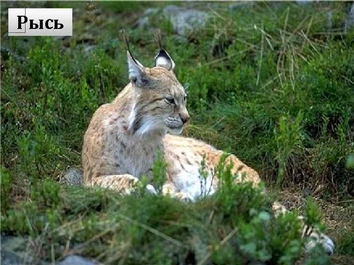 Рысь 