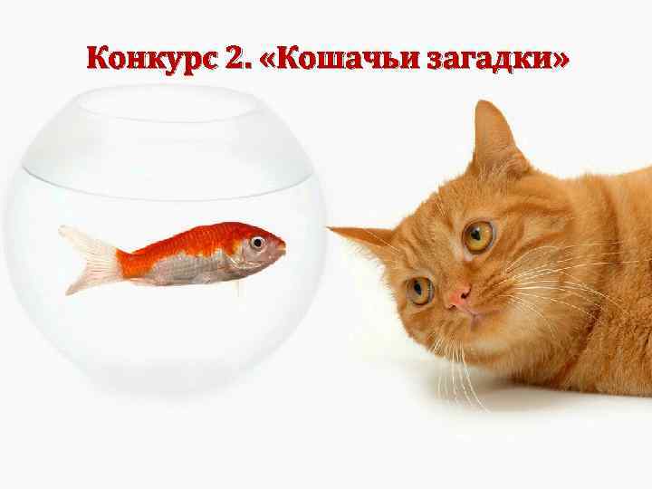 Конкурс 2. «Кошачьи загадки» 