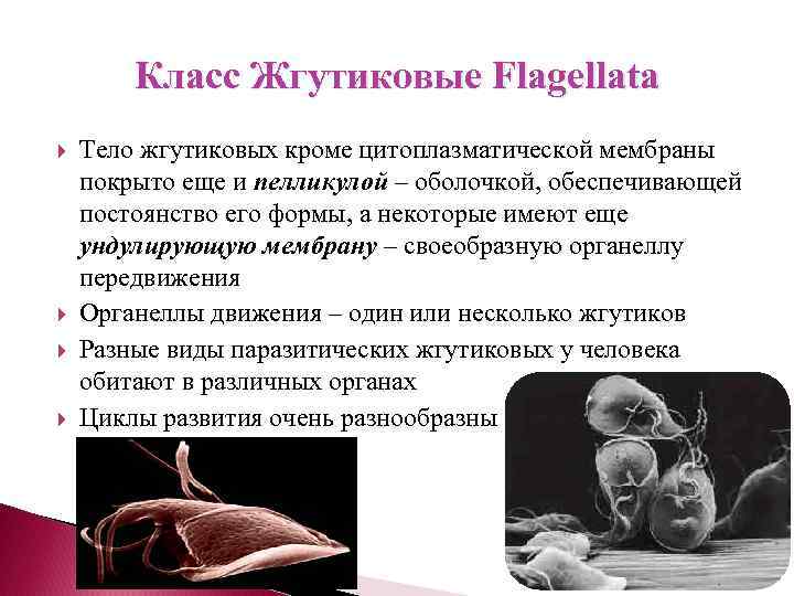 Класс Жгутиковые Flagellata Тело жгутиковых кроме цитоплазматической мембраны покрыто еще и пелликулой – оболочкой,