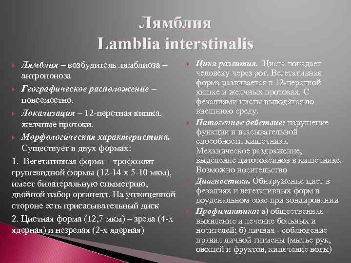 Лямблия Lamblia interstinalis Лямблия – возбудитель лямблиоза – антропоноза Географическое расположение – повсеместно. Локализация