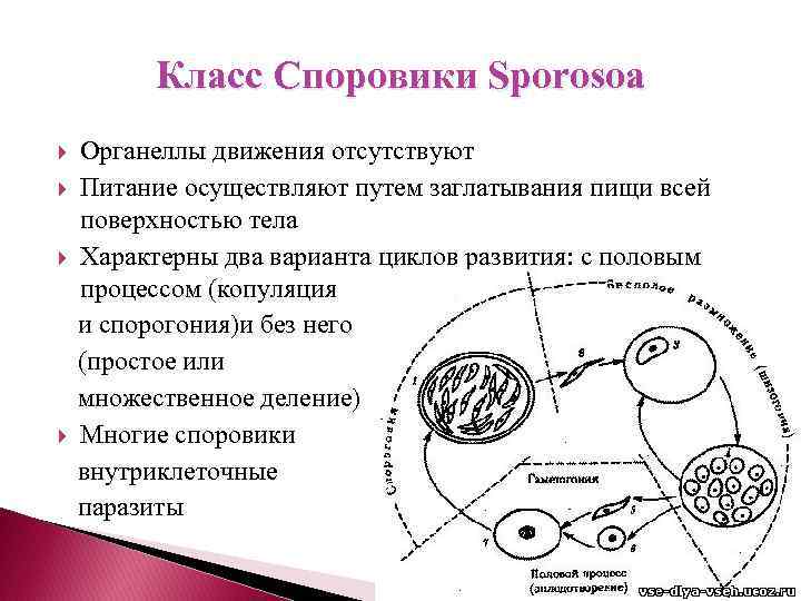 Spore фрагменты на этапе клетка