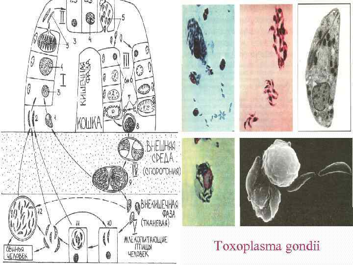 Toxoplasma gondii 