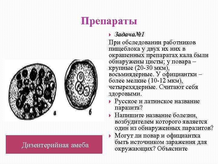 Препараты Задача№ 1 При обследовании работников пищеблока у двух их них в окрашенных препаратах