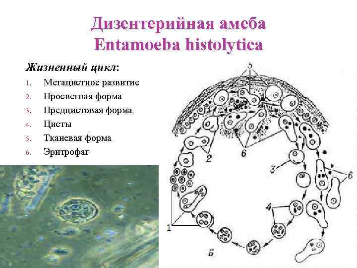 Дизентерийная амеба Entamoeba histolytica Жизненный цикл: 1. 2. 3. 4. 5. 6. Метацистное развитие