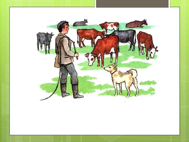 кош ва ка ко ня зёл ов па ца о сёт лень о ста