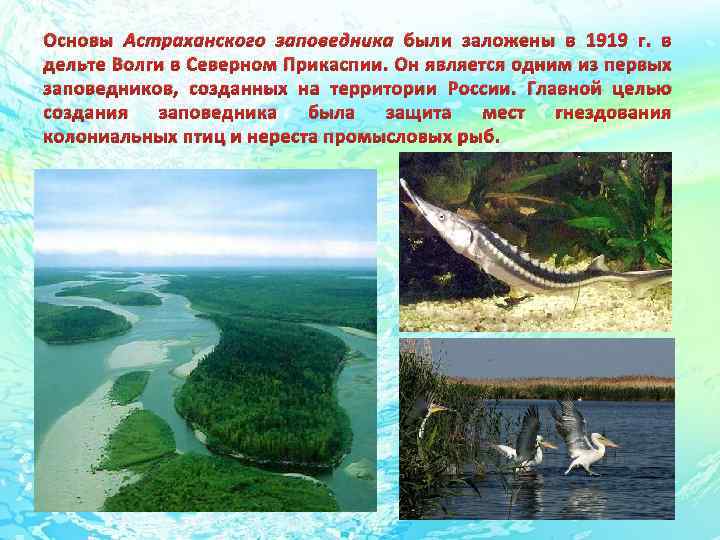 Основы Астраханского заповедника были заложены в 1919 г. в дельте Волги в Северном Прикаспии.