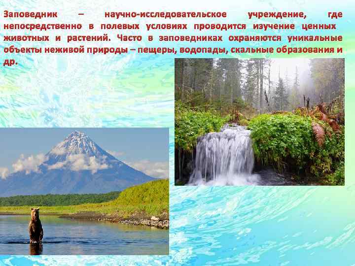 Заповедник – научно-исследовательское учреждение, где непосредственно в полевых условиях проводится изучение ценных животных и