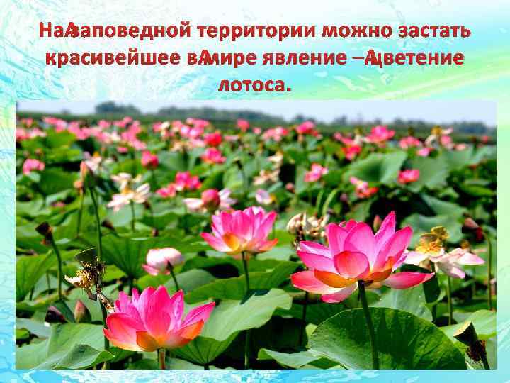 На заповедной территории можно застать красивейшее в мире явление – цветение лотоса. 