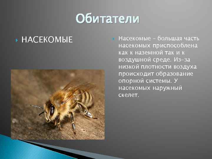 Среда обитания насекомых. Насекомые наземно воздушной среды. Адаптации насекомых к сезонным изменениям в природе презентация.