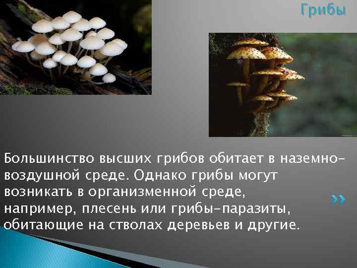 Грибы Большинство высших грибов обитает в наземновоздушной среде. Однако грибы могут возникать в организменной