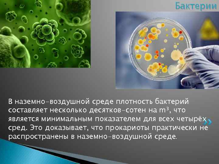 Бактерии В наземно-воздушной среде плотность бактерий составляет несколько десятков-сотен на m³, что является минимальным